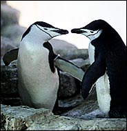 gay penguin couple