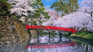hiroseki sakura